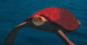 La tartaruga rossa - Immagine: 1