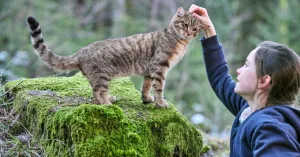 VITA DA GATTO - Immagine: 2