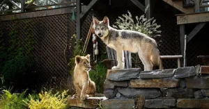 Il lupo e il leone - Immagine: 2