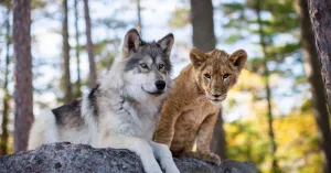 Il lupo e il leone - Immagine: 1